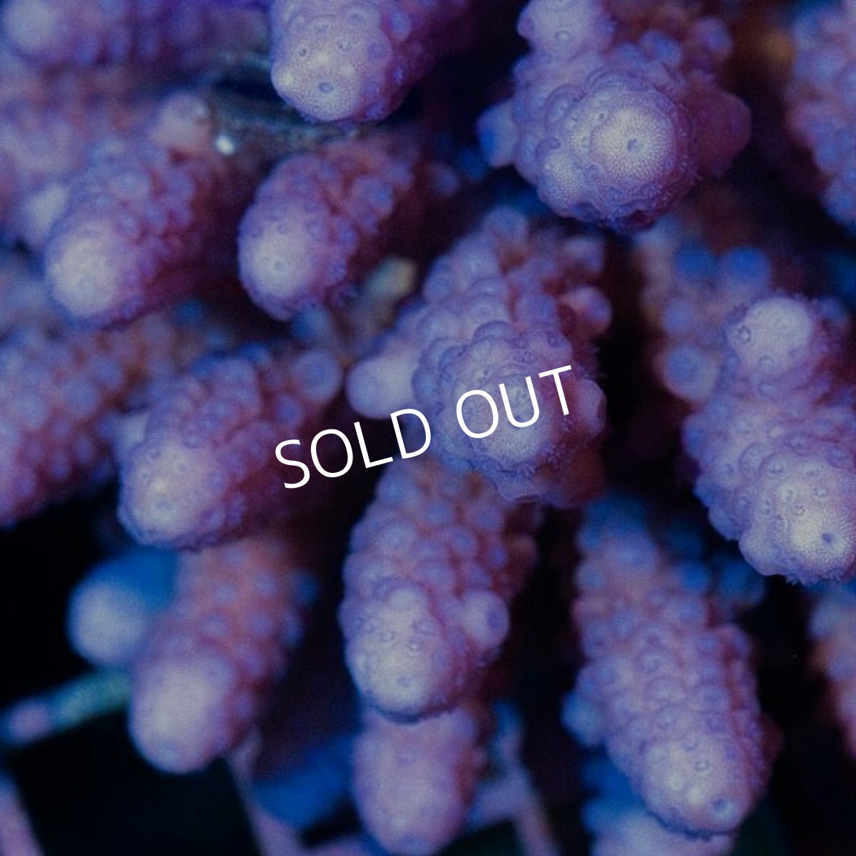 画像2: IF Acropora Ultra No.20 (2)