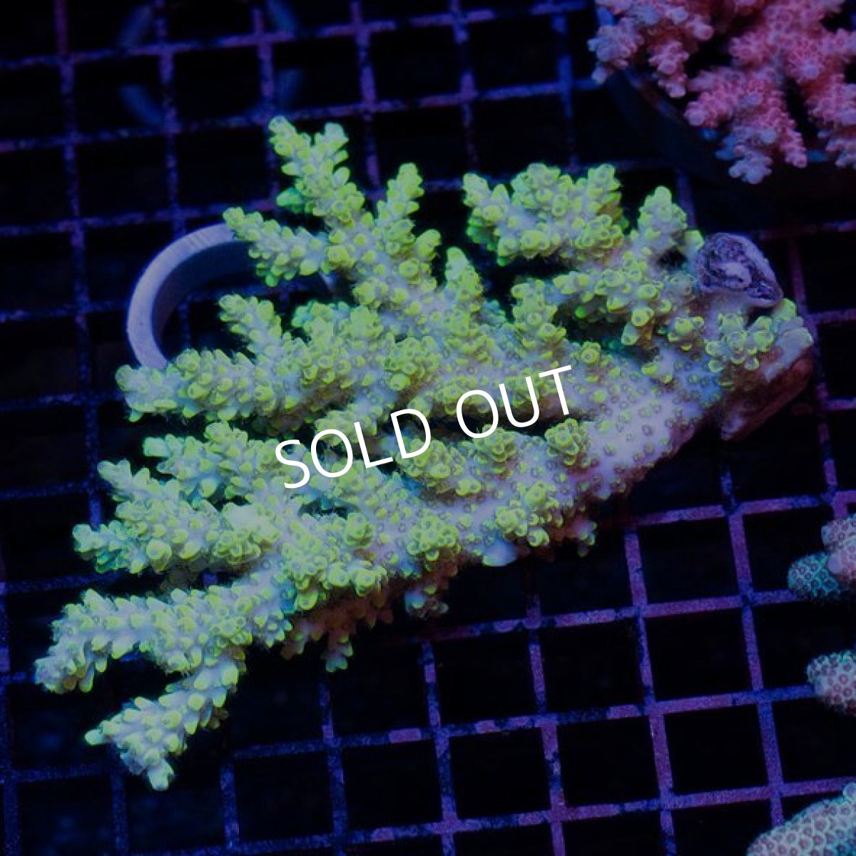 画像2: IF Acropora Ultra No.27 (2)