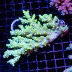 画像2: IF Acropora Ultra No.27 (2)