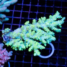 画像1: IF Acropora Ultra No.27 (1)