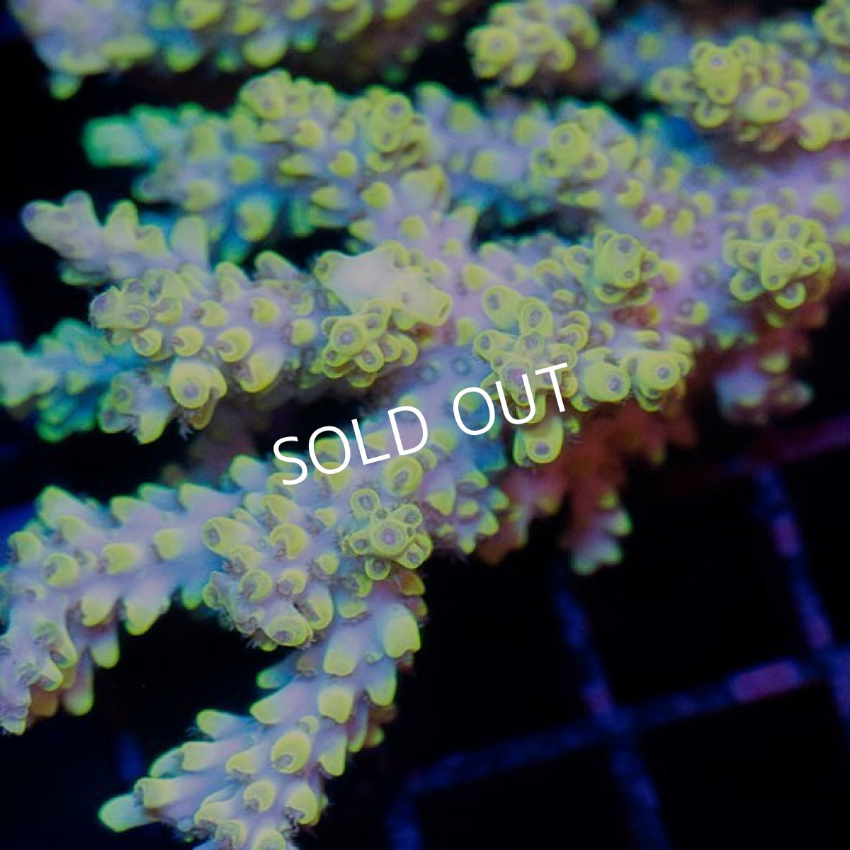 画像3: IF Acropora Ultra No.27 (3)