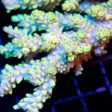 画像3: IF Acropora Ultra No.27 (3)