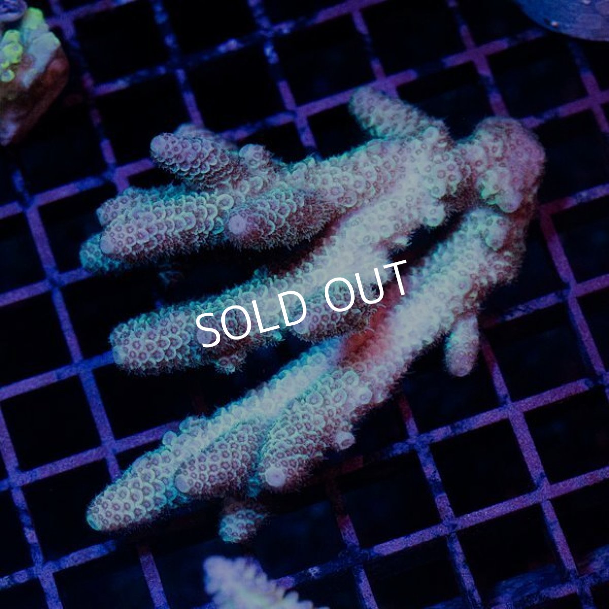 画像2: IF Acropora Ultra No.25 (2)