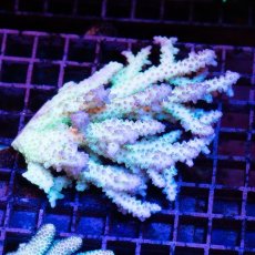 画像1: IF Acropora Ultra No.26 (1)