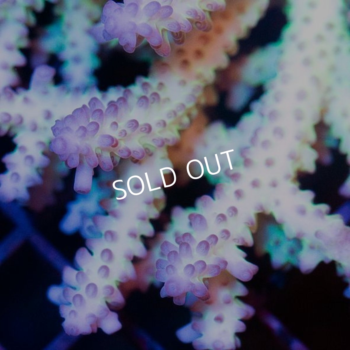 画像3: IF Acropora Ultra No.26 (3)