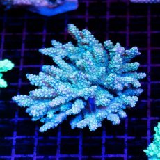 画像1: IF Acropora Ultra No.22 (1)