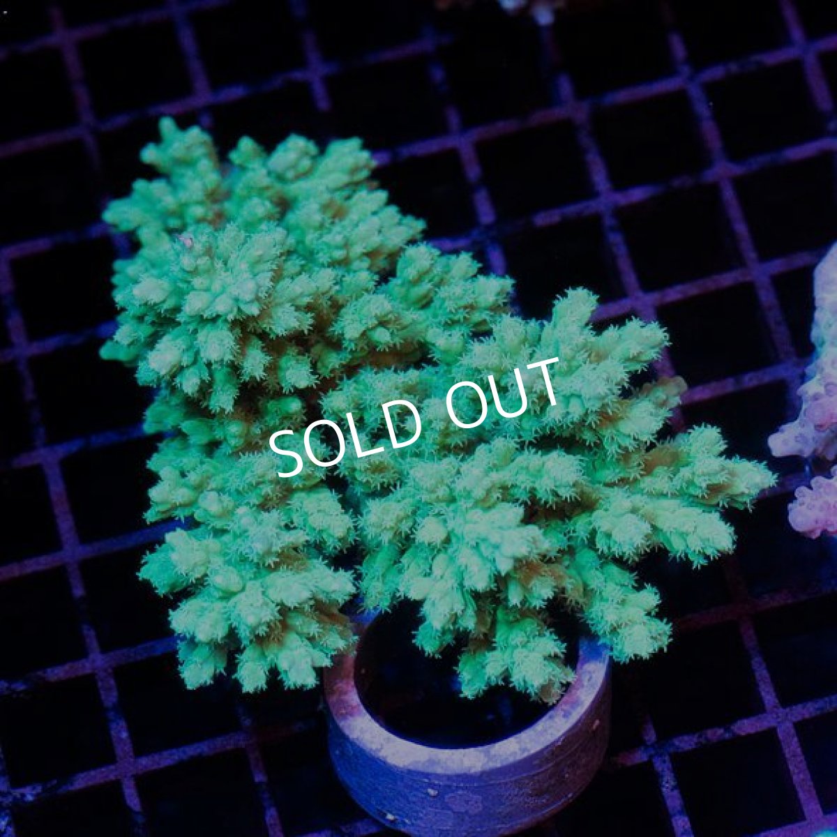 画像2: IF Acropora Ultra No.24 (2)