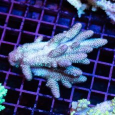 画像1: IF Acropora Ultra No.25 (1)