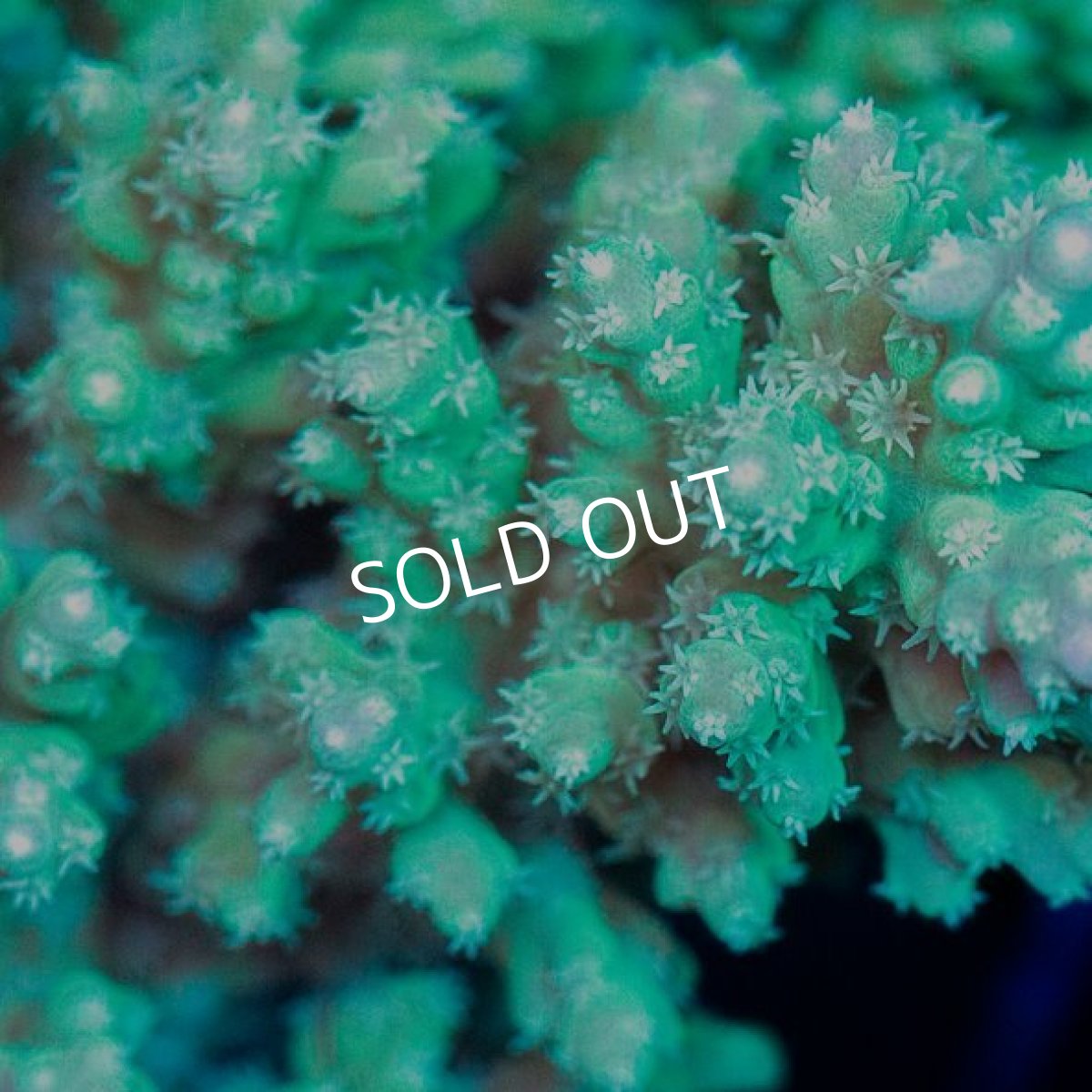 画像3: IF Acropora Ultra No.24 (3)