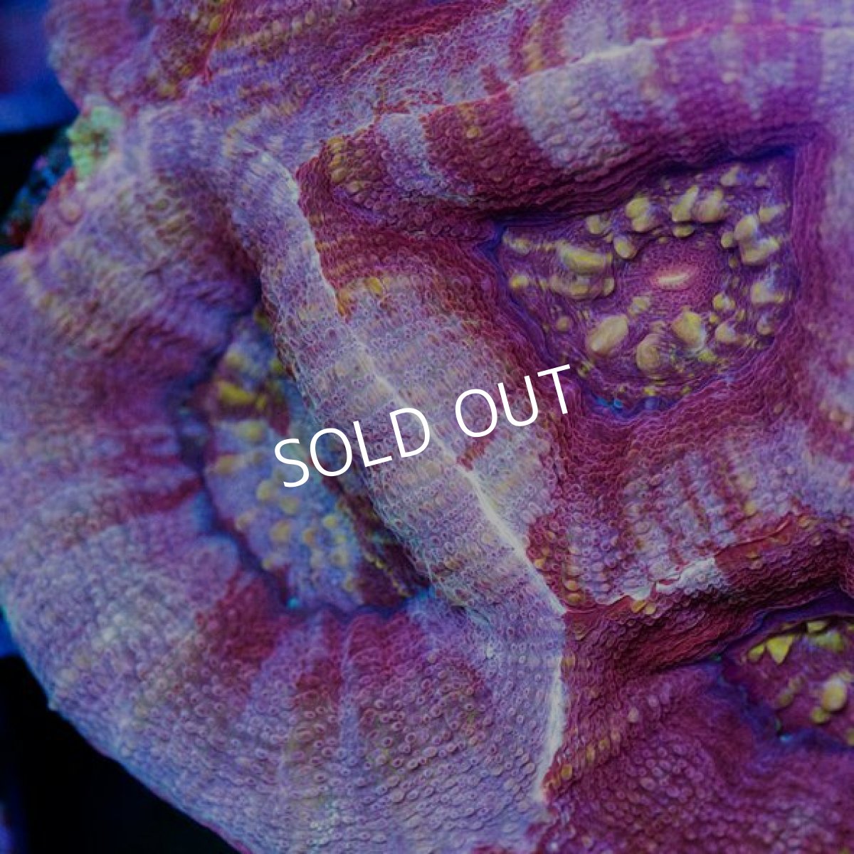 画像3: IF H.bowerbanki (3)