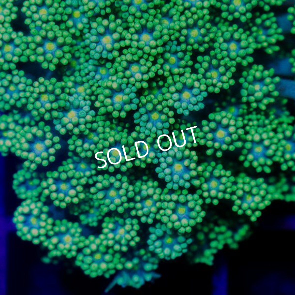 画像2: IF ハナガサ Green (2)