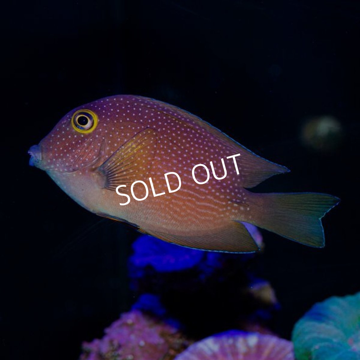 画像2: ■ＳＡＬＥ■ゴールドリングアイタン (2)