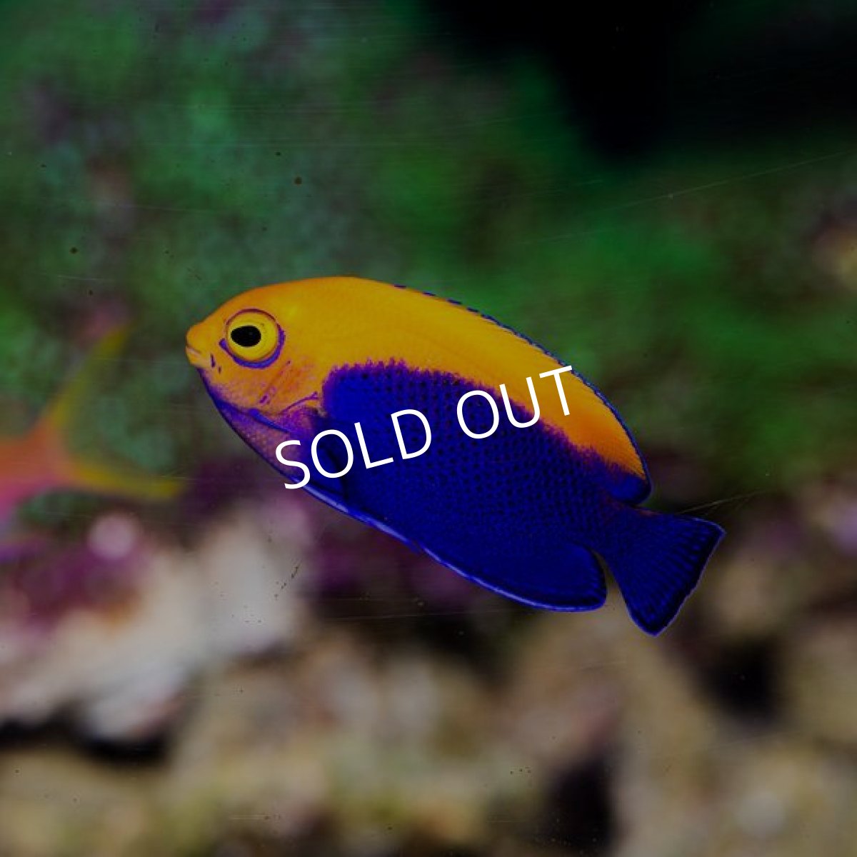 画像2: カリビアンエンゼル (2)