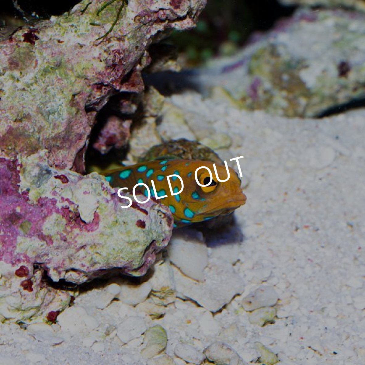 画像2: ■SALE■ブルースポッテッドジョーフィッシュ No.2 (2)