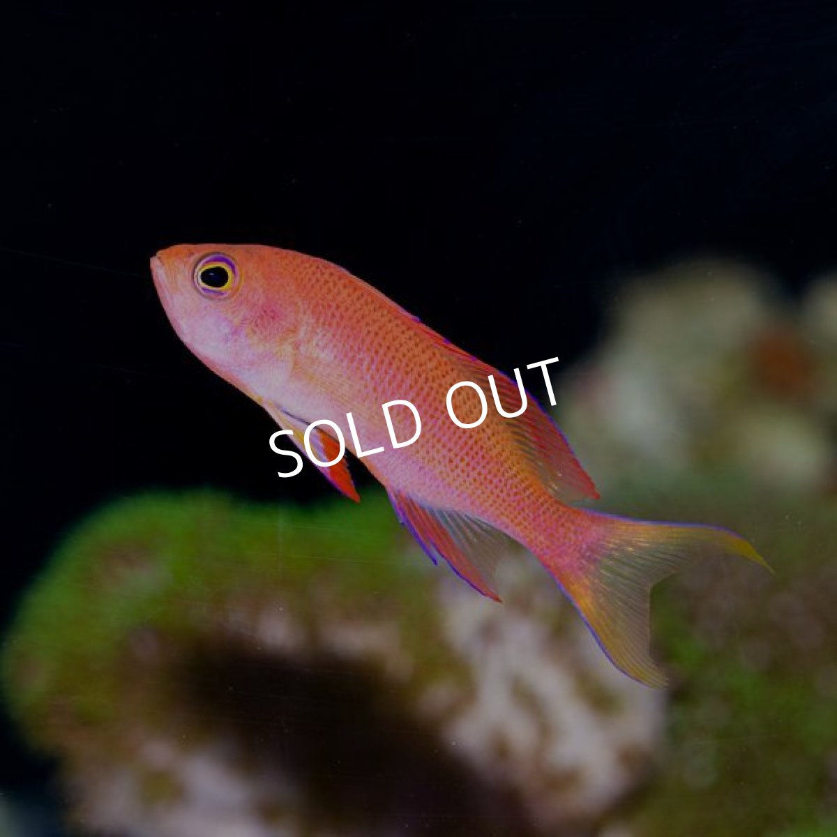 画像2: ■ＳＡＬＥ■フチドリハナダイ (2)