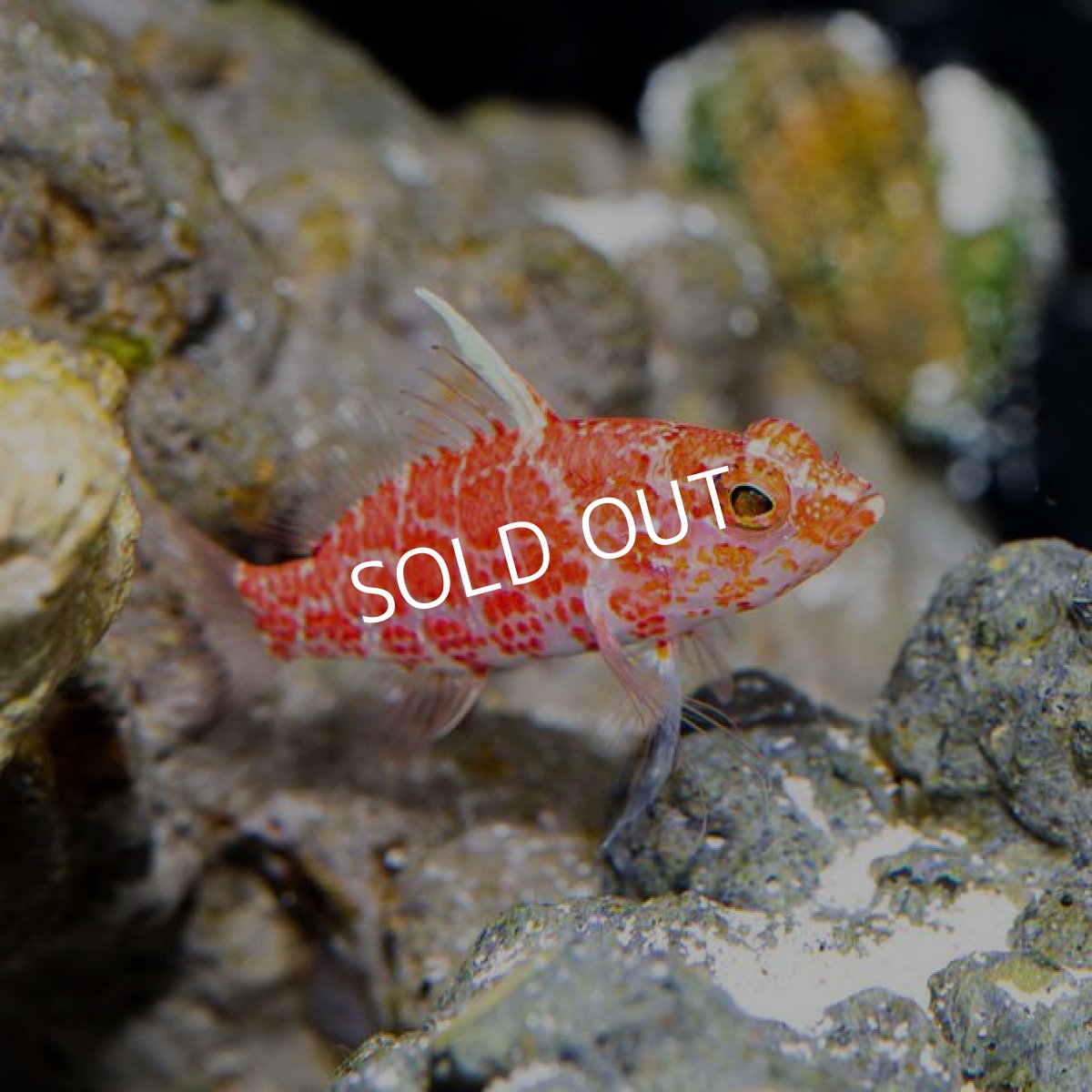 画像3: チェッカードパーチレット (3)