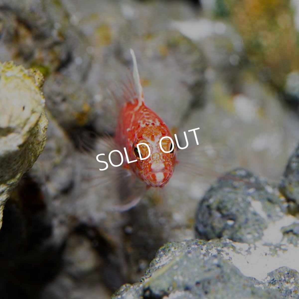 画像2: チェッカードパーチレット (2)