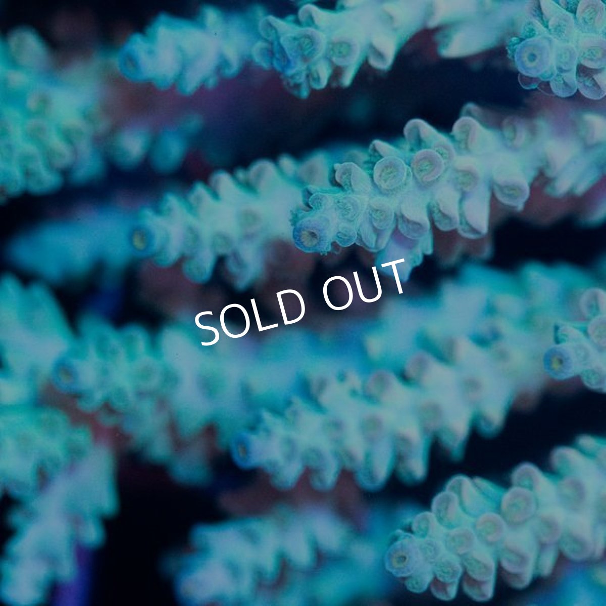 画像3: IF Acropora Ultra No.33 (3)