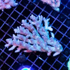 画像1: IF Acropora Ultra No.35 (1)