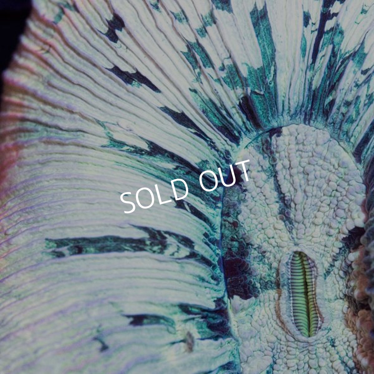 画像2: CDU Trachy White (2)