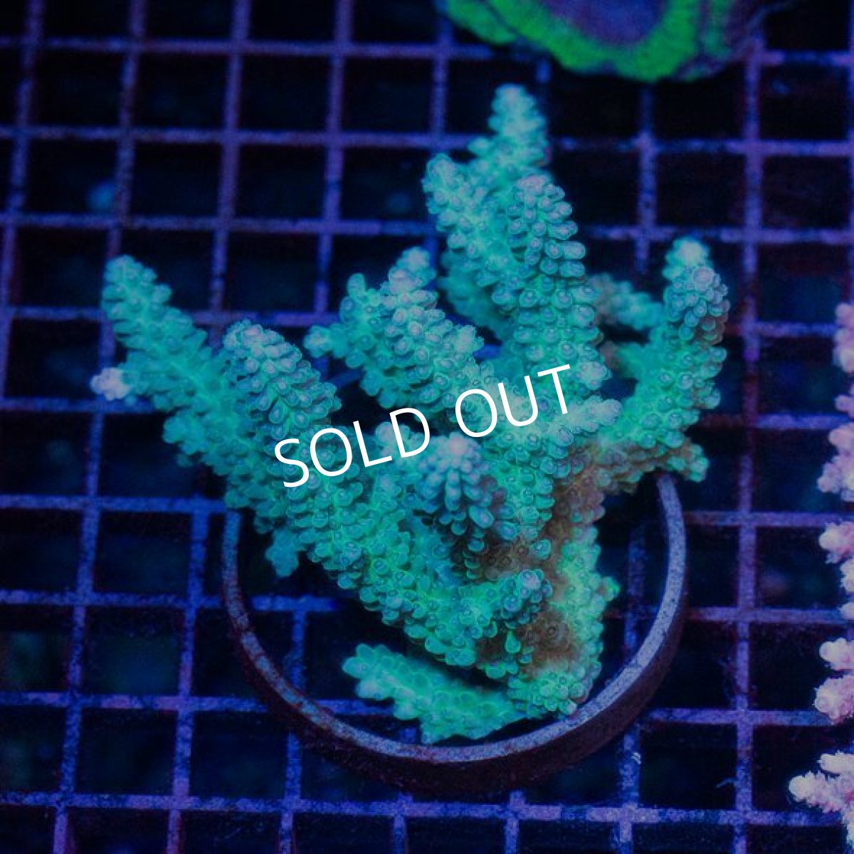 画像2: IF Acropora Ultra No.31 (2)