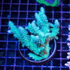 画像2: IF Acropora Ultra No.31 (2)