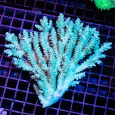 画像1: IF Acropora Ultra No.33 (1)