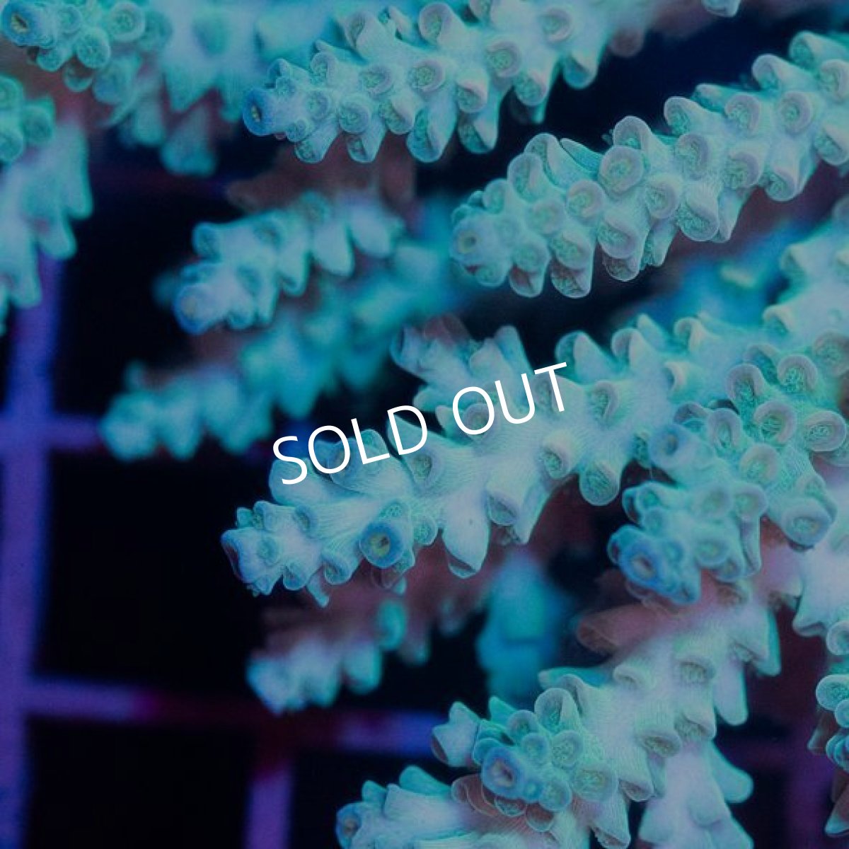 画像2: IF Acropora Ultra No.33 (2)