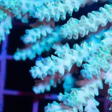 画像2: IF Acropora Ultra No.33 (2)