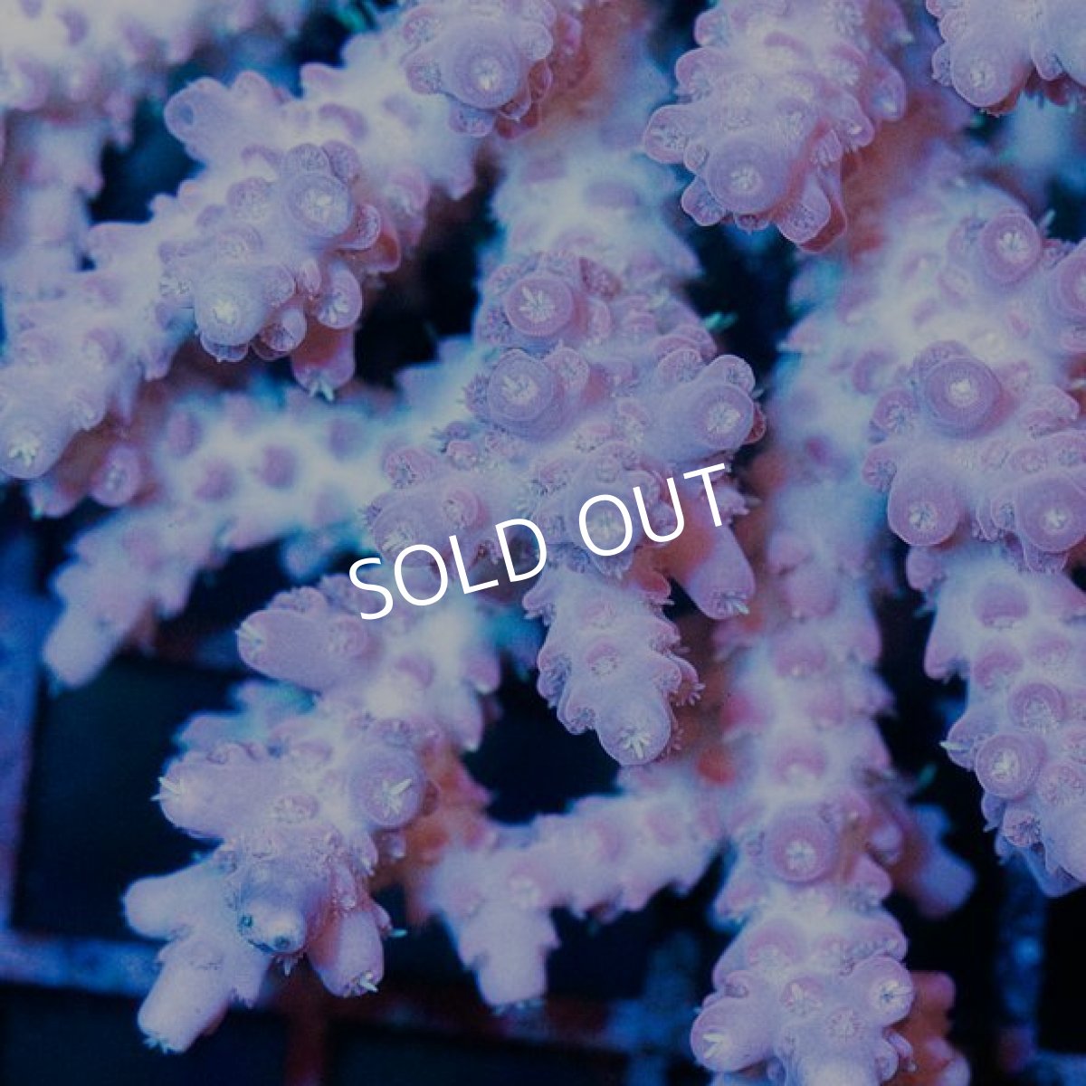 画像2: IF Acropora Ultra No.34 (2)