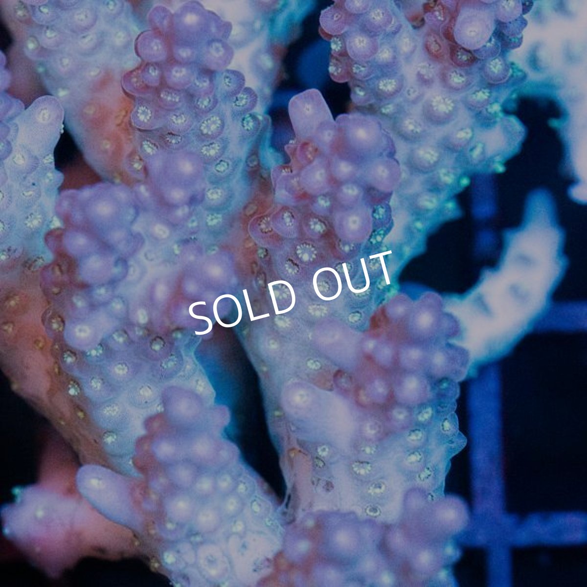 画像2: IF Acropora Ultra No.35 (2)