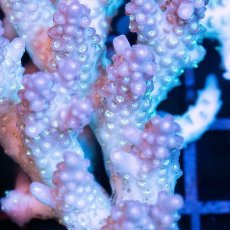 画像2: IF Acropora Ultra No.35 (2)