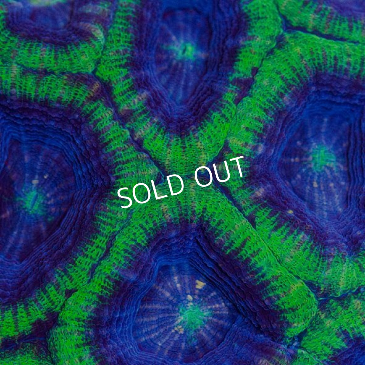 画像2: IF H.bowerbanki (2)