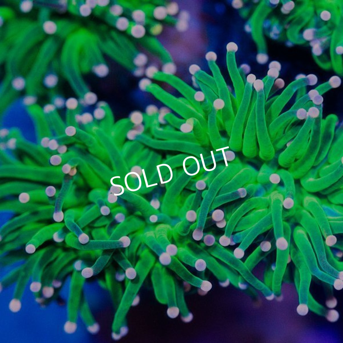 画像2: Torch IDN　No.2 (2)