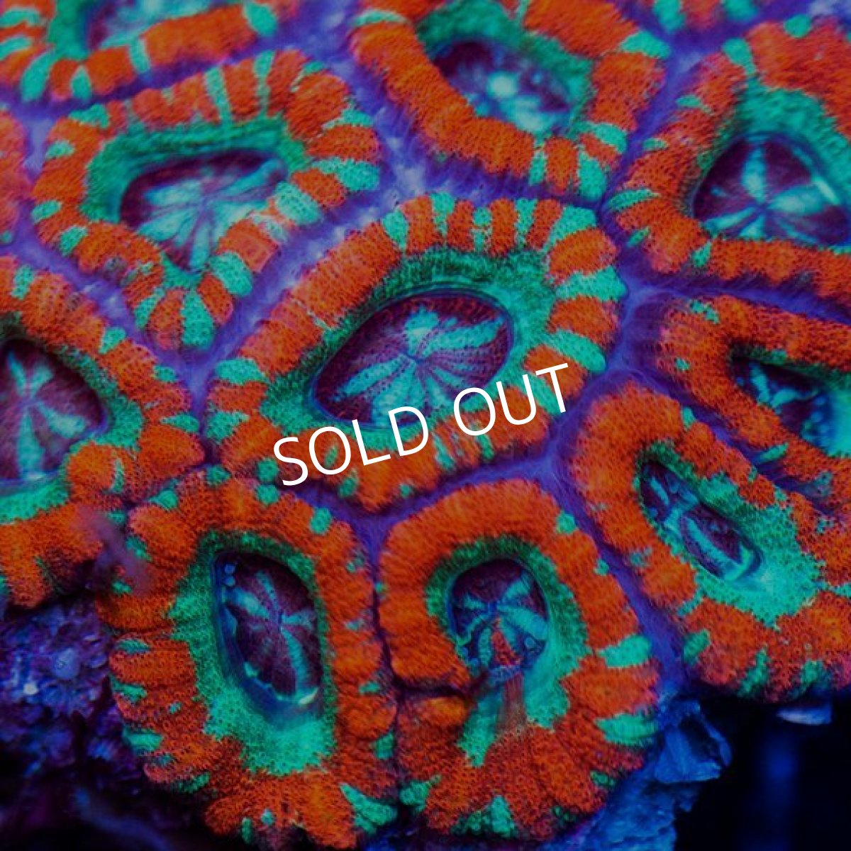 画像2: カクオオトゲキクメイシ IDN No.1 (2)