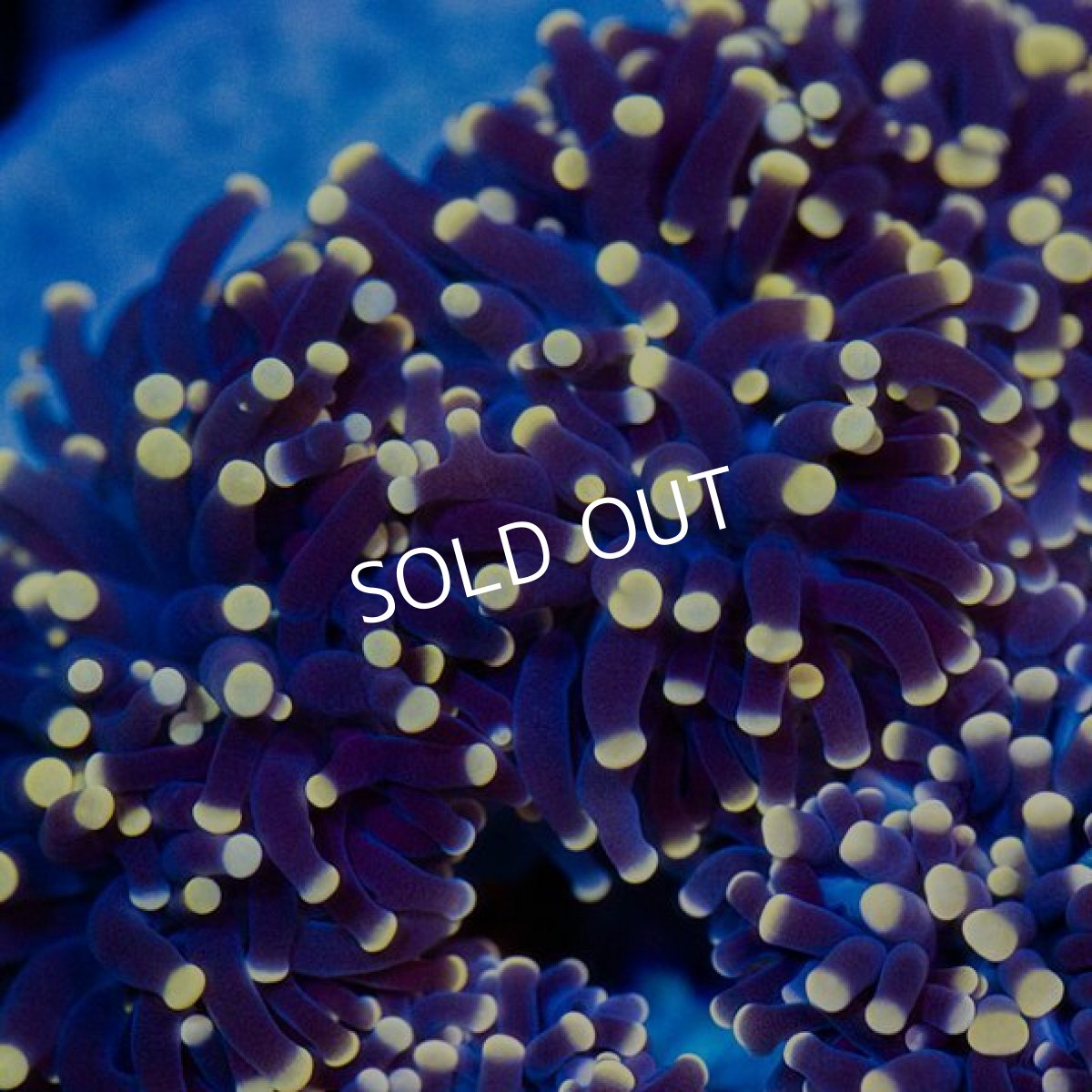 画像2: Torch IDN　No.1 (2)