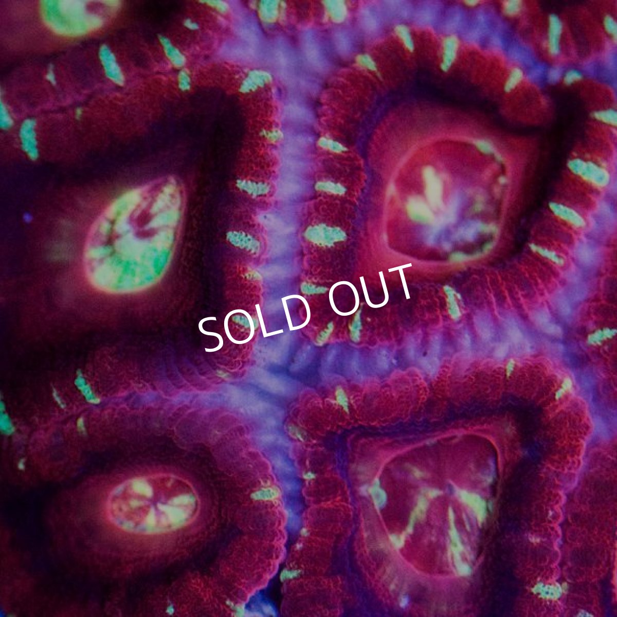 画像2: カクオオトゲキクメイシ IDN　No.2 (2)