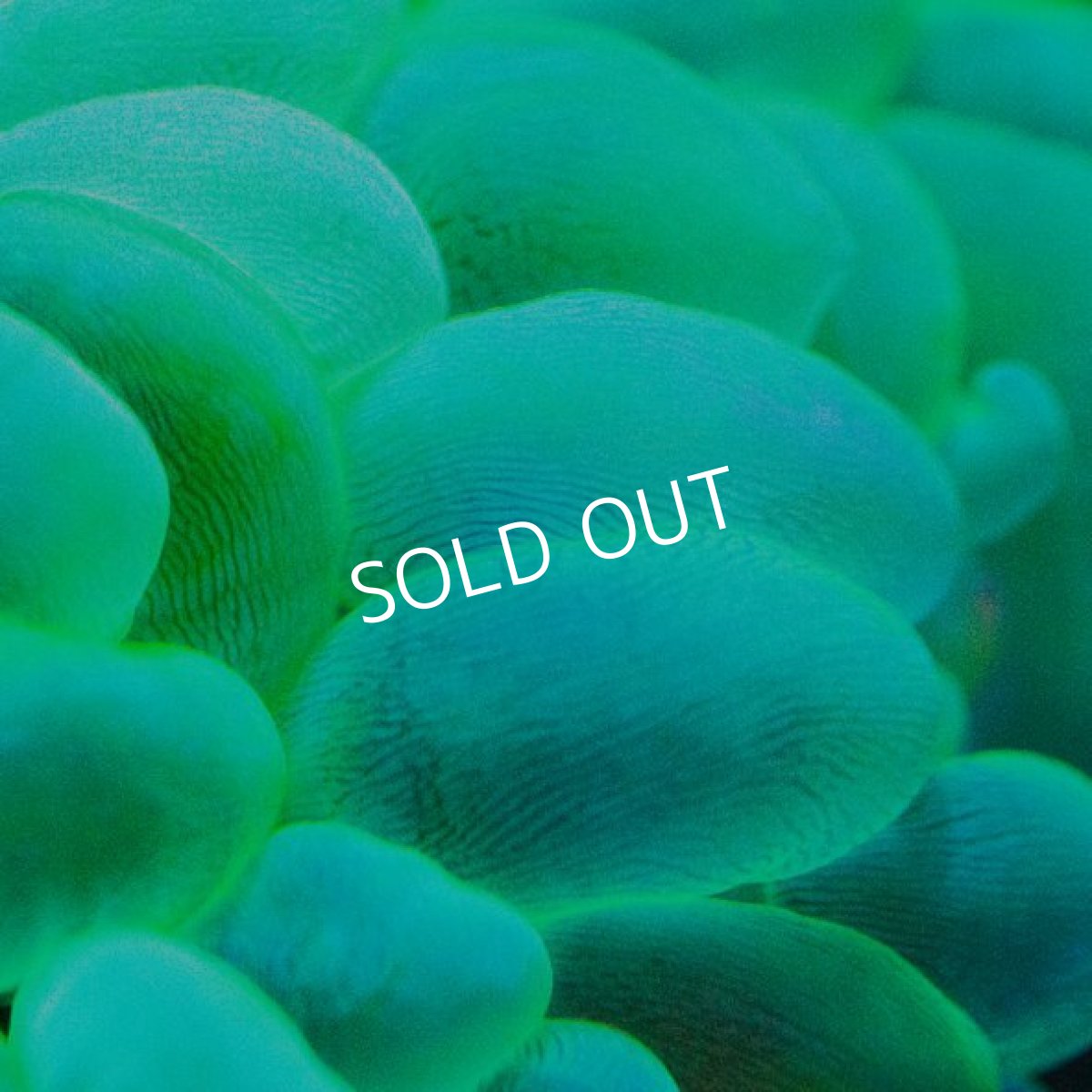 画像2: バブルコーラル IDN No.1 (2)