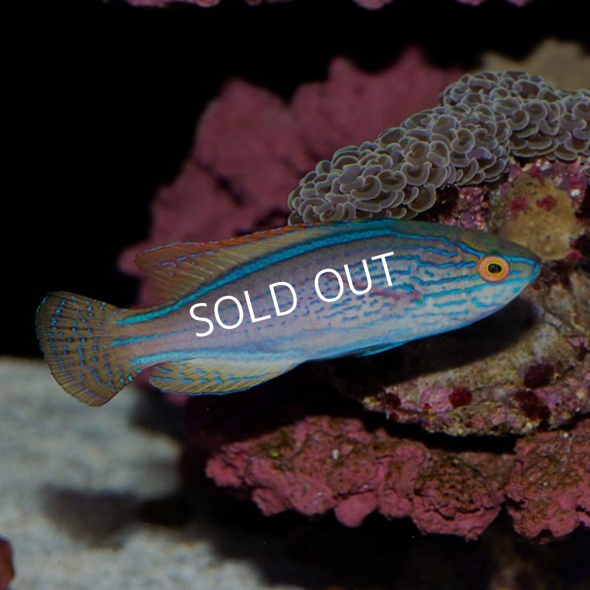 画像2: ■SALE■ラインドフェアリーラス (2)