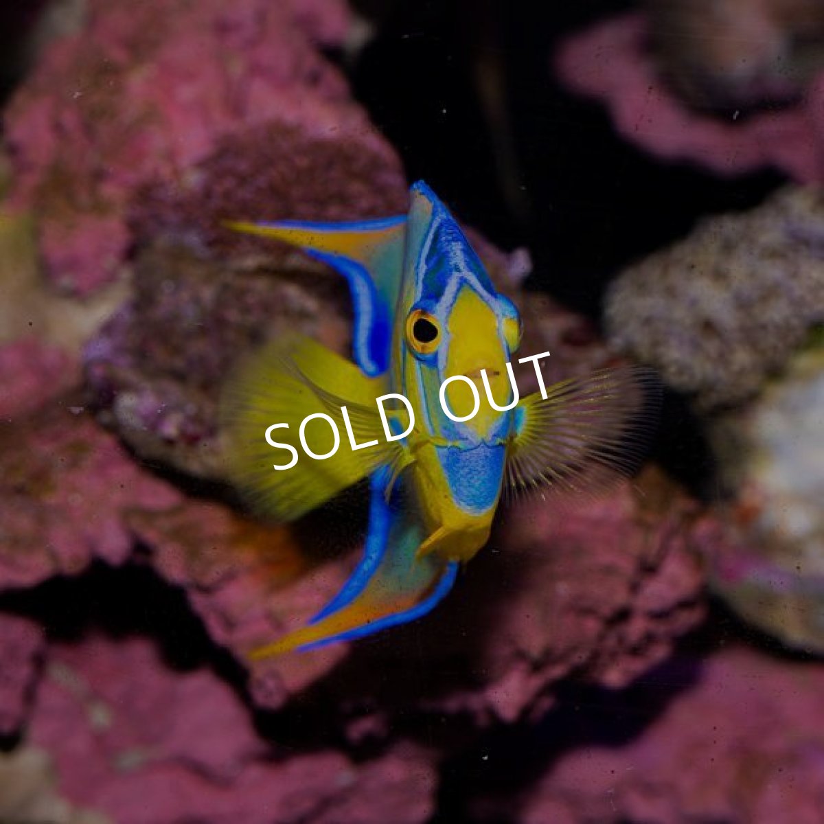 画像2: ■ＳＡＬＥ■　クイーンエンゼル　M　ブラジル (2)