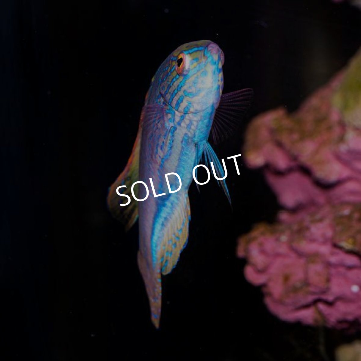 画像3: ■SALE■ラインドフェアリーラス (3)