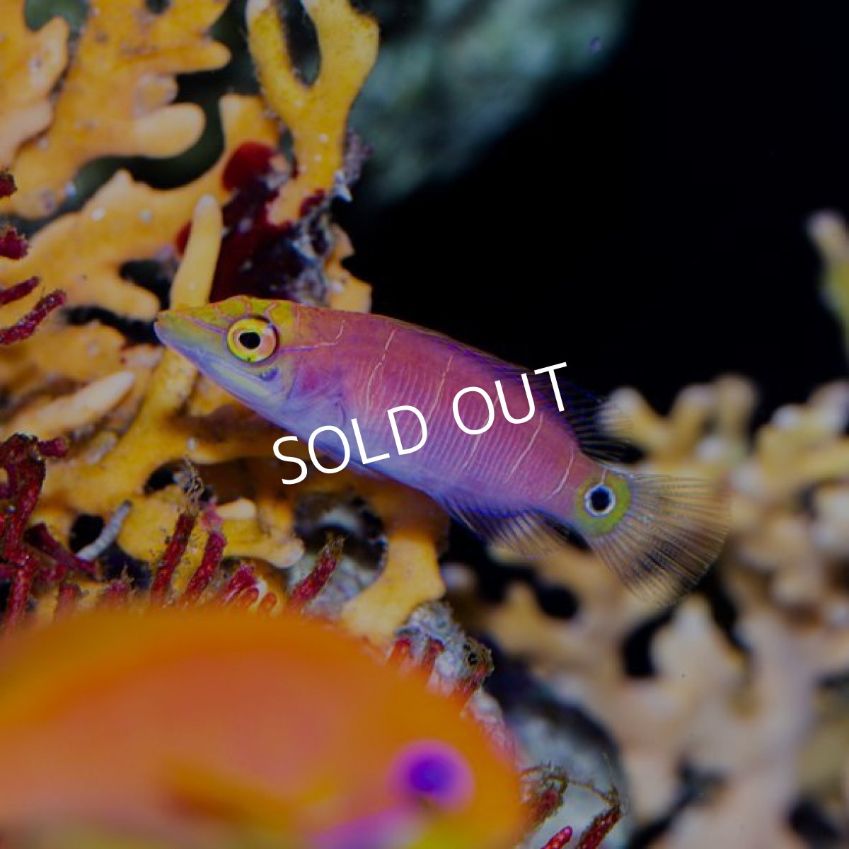 画像2: ■SALE■オセレイトラス (2)