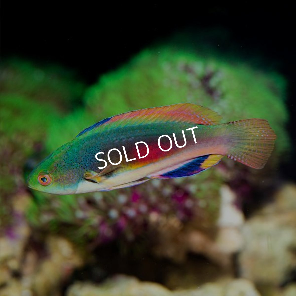 画像2: ■SALE■スコットラス　フィジー　オス (2)