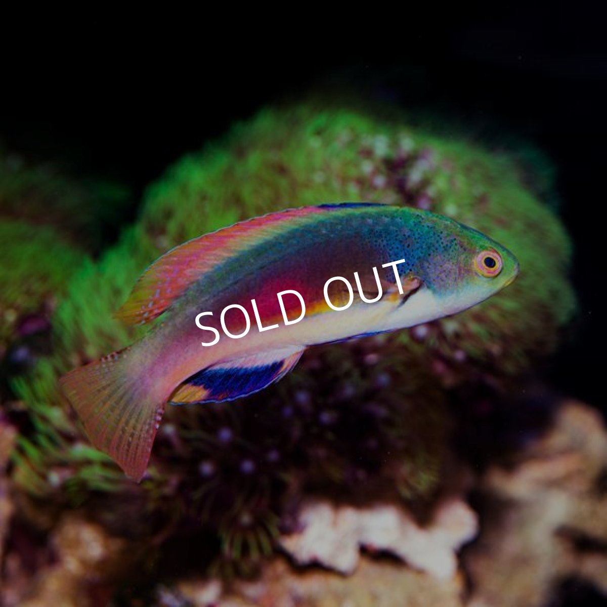 画像3: ■SALE■スコットラス　フィジー　オス (3)