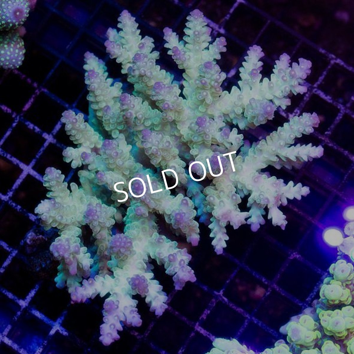 画像1: IF Acropora Ultra No.37 (1)