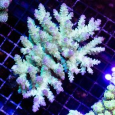画像1: IF Acropora Ultra No.37 (1)
