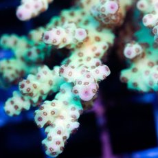 画像2: IF Acropora Ultra No.44 (2)