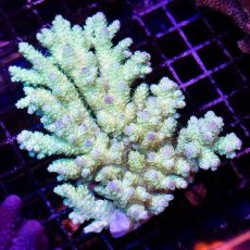 画像1: IF Acropora Ultra No.38 (1)