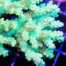 画像2: IF Acropora Ultra No.46 (2)