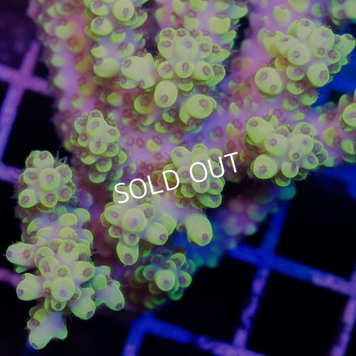 画像2: IF Acropora Ultra No.45 (2)